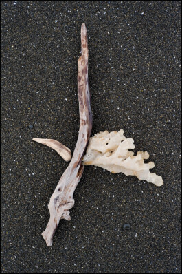 JAN C. BRETTSCHNEIDER