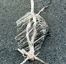 JAN C. BRETTSCHNEIDER