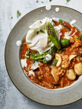 JAN C. BRETTSCHNEIDER