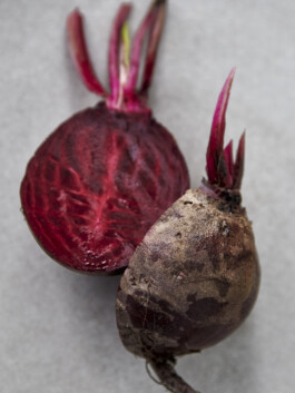 JAN C. BRETTSCHNEIDER