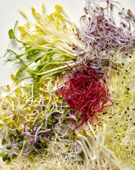 JAN C. BRETTSCHNEIDER